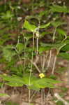 Indian cucumber